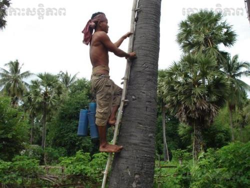 Sắc màu xứ sở thốt nốt