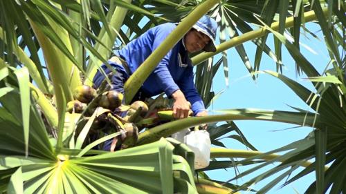 Sắc màu xứ sở thốt nốt