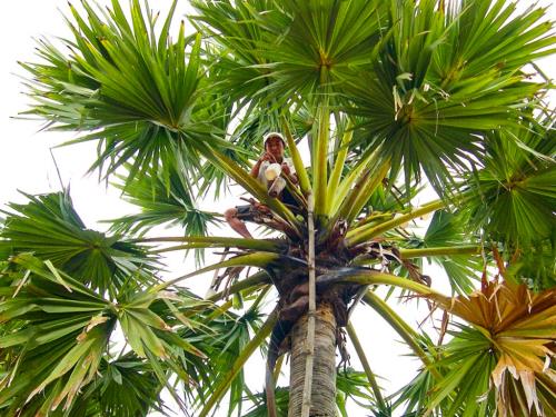 Sắc màu xứ sở thốt nốt