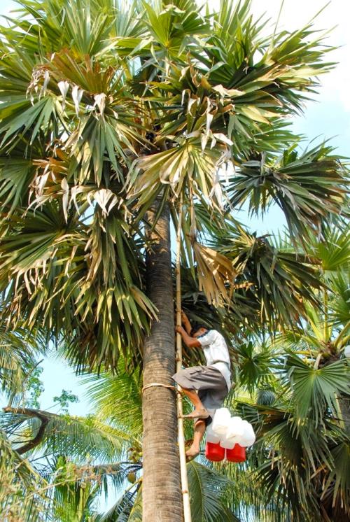 Sắc màu xứ sở thốt nốt