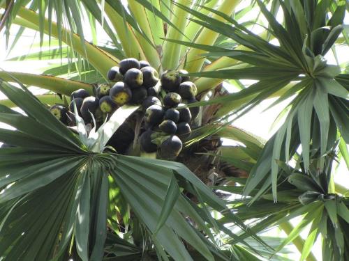 Sắc màu xứ sở thốt nốt