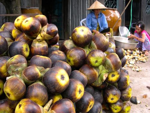 Sắc màu xứ sở thốt nốt