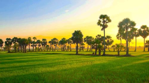 Sắc màu xứ sở thốt nốt