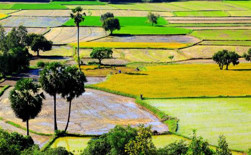 Sắc màu xứ sở thốt nốt