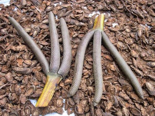 Sắc màu xứ sở thốt nốt