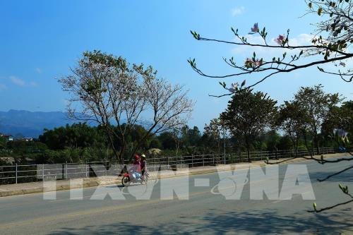 Sắc hoa ban nơi núi rừng Tây Bắc
