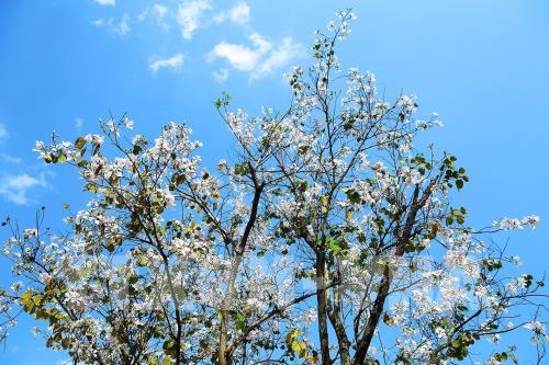 Sắc hoa ban nơi núi rừng Tây Bắc