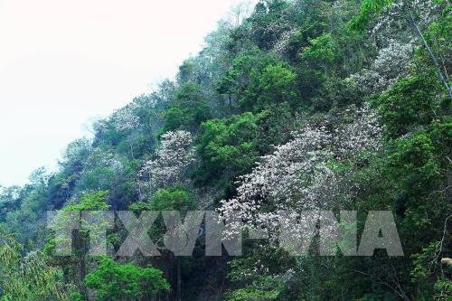 Sắc hoa ban nơi núi rừng Tây Bắc