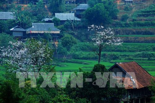 Sắc hoa ban nơi núi rừng Tây Bắc