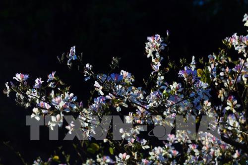 Sắc hoa ban nơi núi rừng Tây Bắc