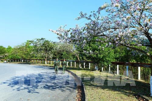 Sắc hoa ban nơi núi rừng Tây Bắc