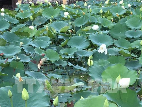 Không gian sen tại Festival Huế 2019