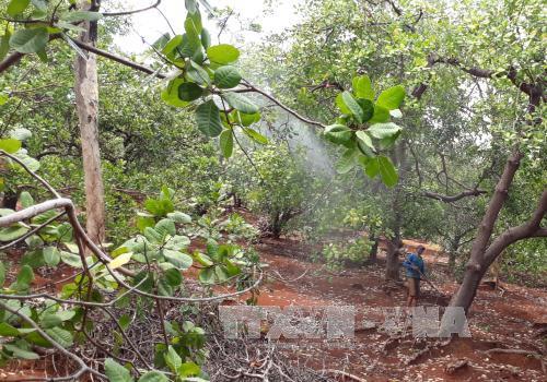 mot tap doan ha lan muon dau tu 5 000 ha dieu sach tai binh phuoc