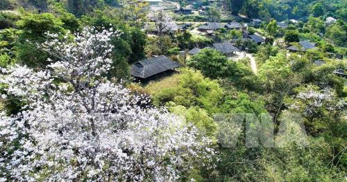 Hoa ban khoe sắc giữa đất trời Điện Biên