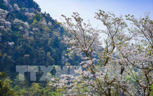 Hoa ban khoe sắc giữa đất trời Điện Biên