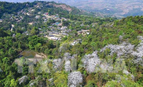 Hoa ban khoe sắc giữa đất trời Điện Biên