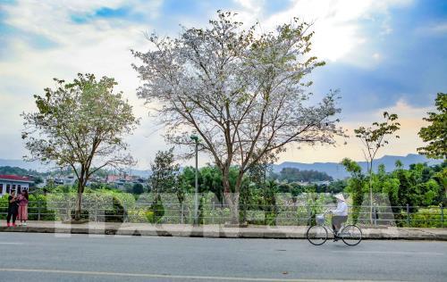 Hoa ban khoe sắc giữa đất trời Điện Biên