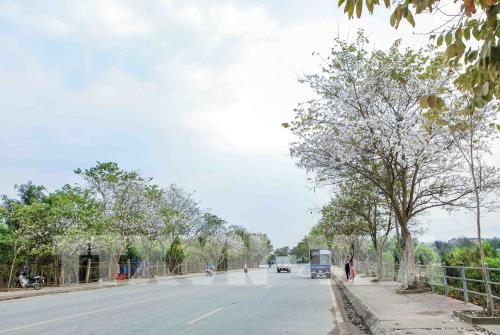 Hoa ban khoe sắc giữa đất trời Điện Biên