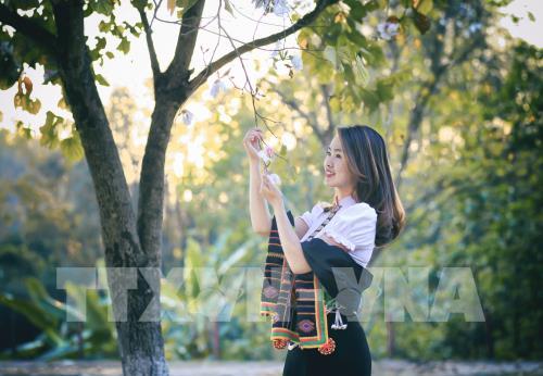 Hoa ban khoe sắc giữa đất trời Điện Biên