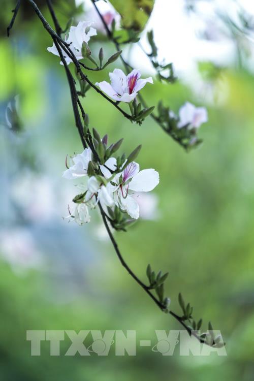 Hoa ban khoe sắc giữa đất trời Điện Biên