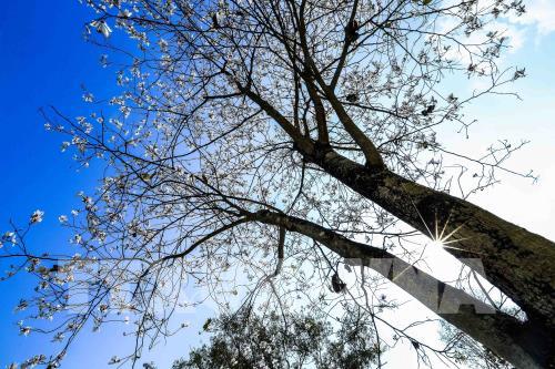 Hoa ban khoe sắc giữa đất trời Điện Biên