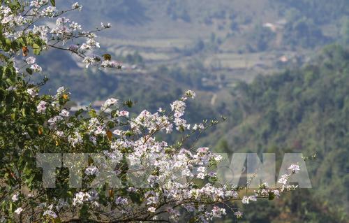 Hoa ban khoe sắc giữa đất trời Điện Biên