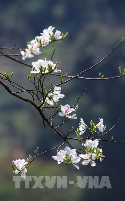 Hoa ban khoe sắc giữa đất trời Điện Biên