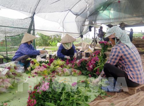 Đề xuất 4 giải pháp nâng cao hiệu quả Quỹ Hỗ trợ phát triển hợp tác xã