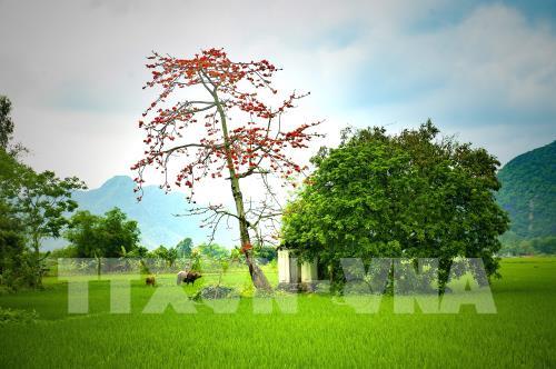 Hoa gạo thắp đỏ rực rỡ trời tháng 3