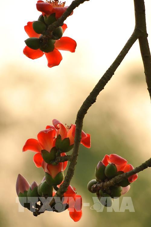 Hoa gạo thắp đỏ rực rỡ trời tháng 3