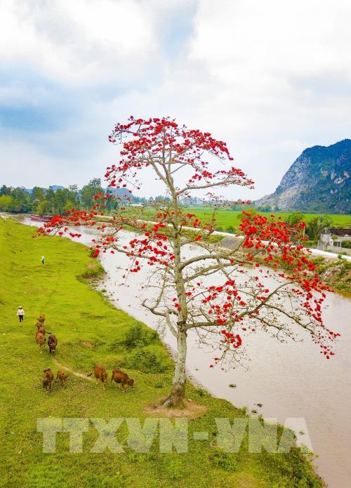 Hoa gạo thắp đỏ rực rỡ trời tháng 3