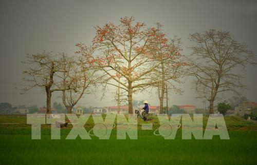 Hoa gạo thắp đỏ rực rỡ trời tháng 3