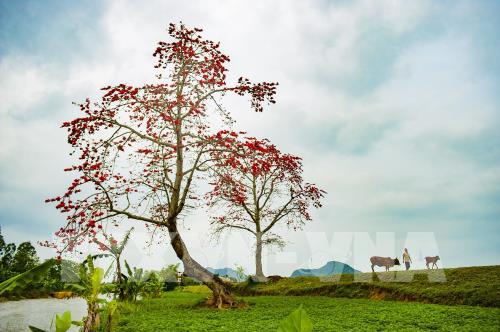 Hoa gạo thắp đỏ rực rỡ trời tháng 3