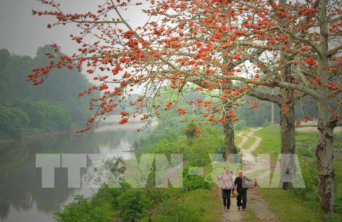 Hoa gạo thắp đỏ rực rỡ trời tháng 3