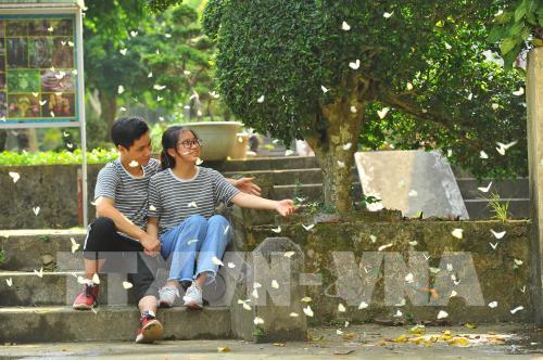 Đẹp ngỡ ngàng mùa bướm rừng Cúc Phương