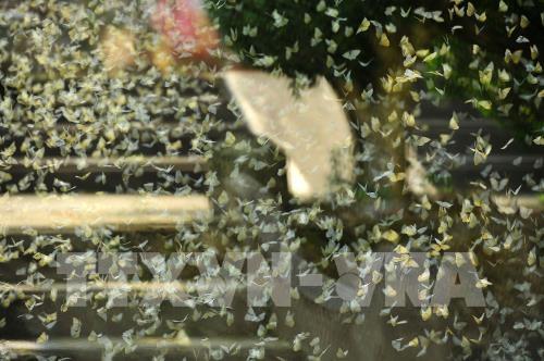 Đẹp ngỡ ngàng mùa bướm rừng Cúc Phương