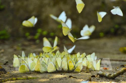 Đẹp ngỡ ngàng mùa bướm rừng Cúc Phương