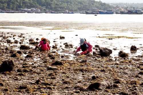 Săn ốc ở Vịnh Xuân Đài