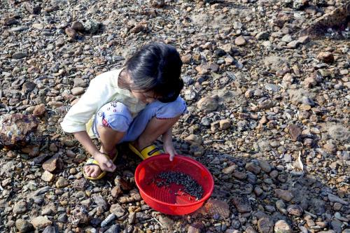 Săn ốc ở Vịnh Xuân Đài
