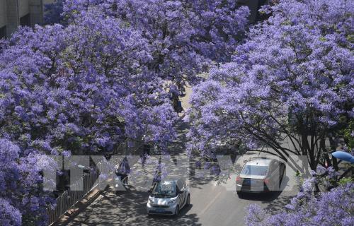 Trung Quốc: Hoa phượng tím khoe sắc