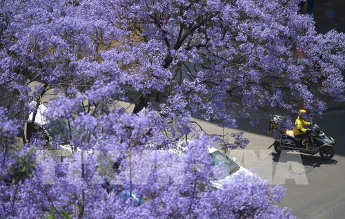 Trung Quốc: Hoa phượng tím khoe sắc