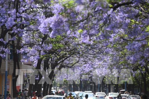 Trung Quốc: Hoa phượng tím khoe sắc