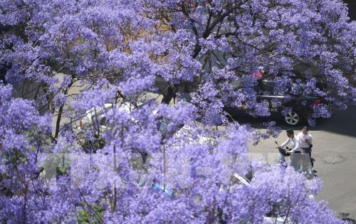Trung Quốc: Hoa phượng tím khoe sắc