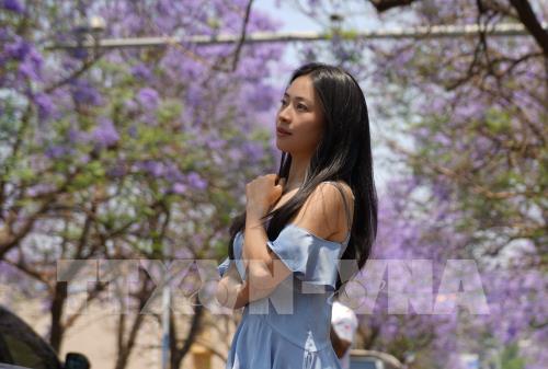 Trung Quốc: Hoa phượng tím khoe sắc