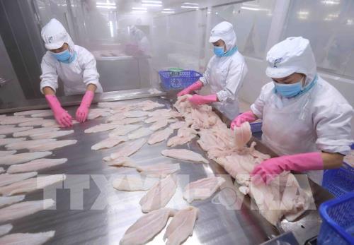 Xuất khẩu cá tra giảm tới 39%