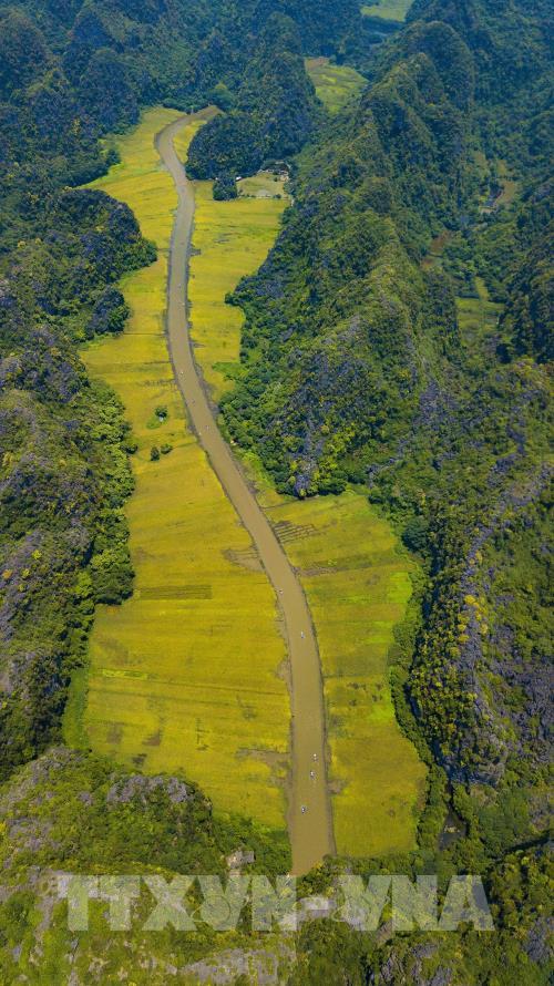 Mùa vàng Tam Cốc đẹp nao lòng