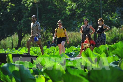 Mùa sen ở chùa Bích Động (Ninh Bình) - vẻ đẹp khó cưỡng