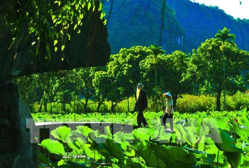 Mùa sen ở chùa Bích Động (Ninh Bình) - vẻ đẹp khó cưỡng