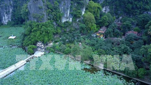 Mùa sen ở chùa Bích Động (Ninh Bình) - vẻ đẹp khó cưỡng