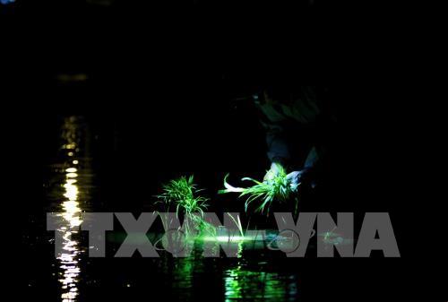 Nắng nóng gay gắt kéo dài, nông dân cấy lúa đêm